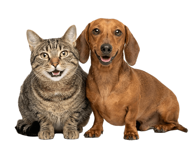 Tabby cat and Dachshund-DatCog for kennels and catteries