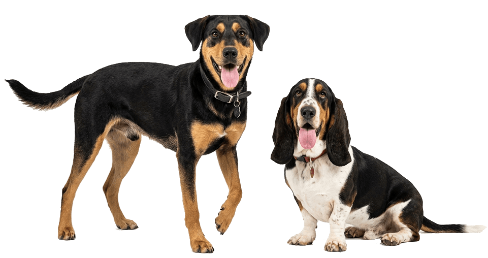 Huntaway and Basset Hound, DatCog brand