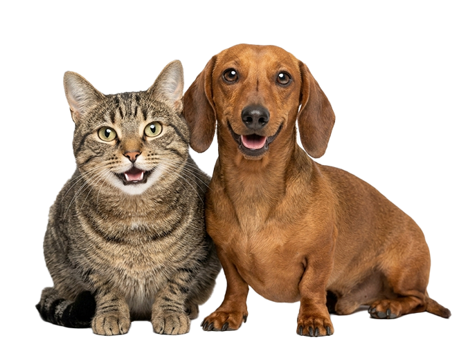 Cat and dog – DatCog for kennels and catteries