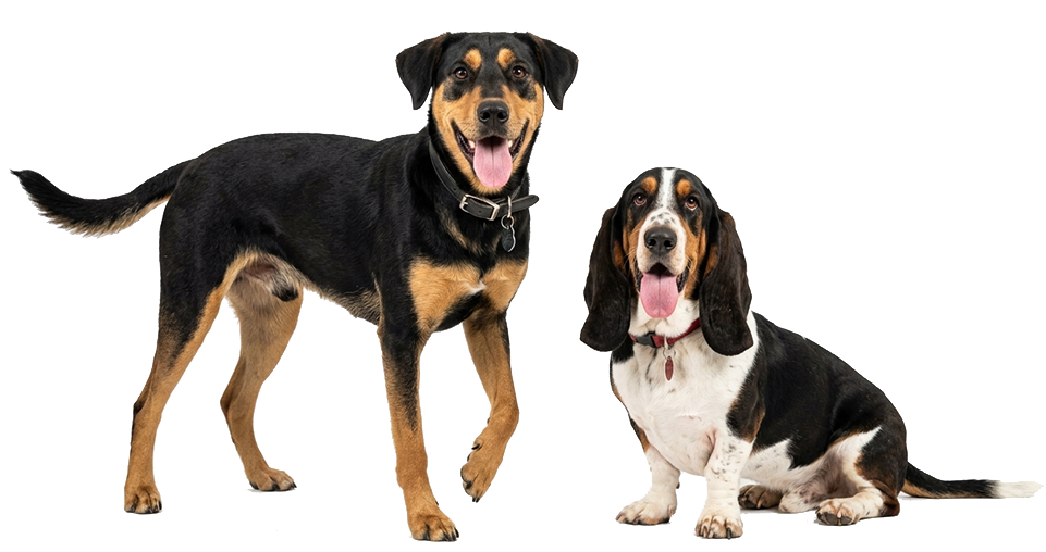 Happy dogs in care – DatCog helps kennels and catteries keep every animal safe and accounted for